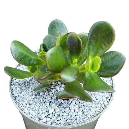 Crassula ovata 'Jade Plant'