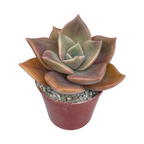 x Graptoveria 'Albert Baynes'