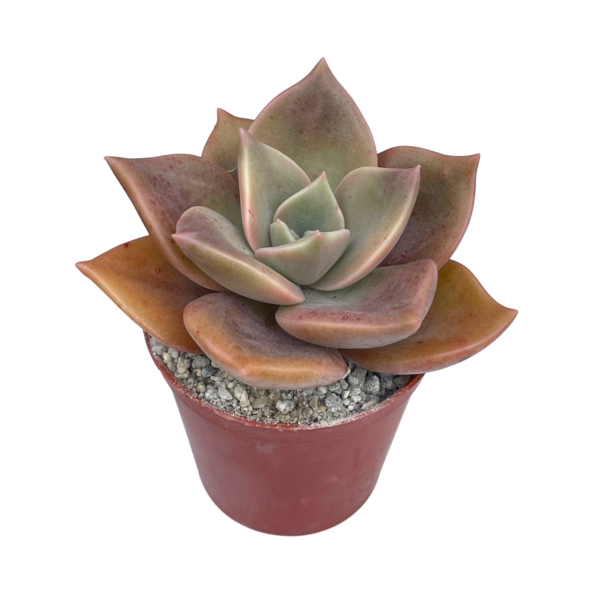 x Graptoveria 'Albert Baynes'