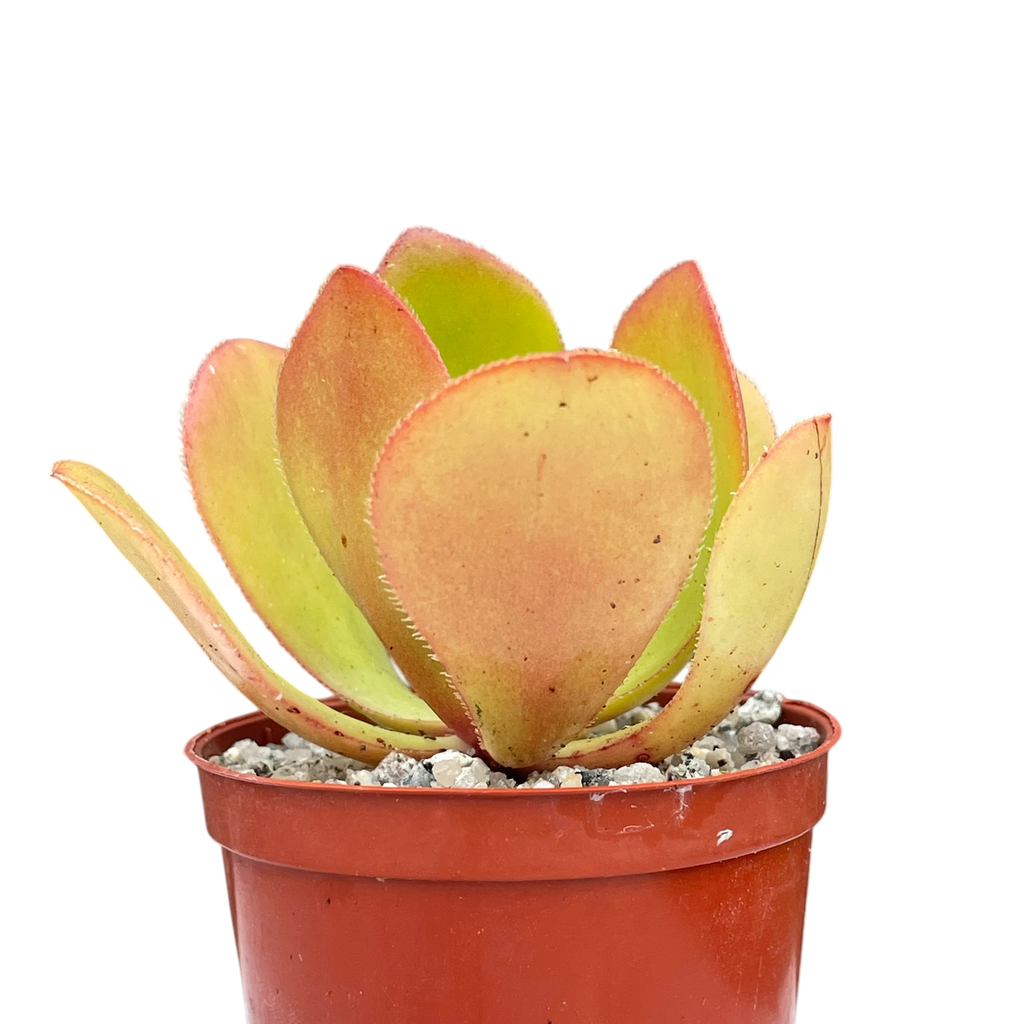 Aeonium glutinosum