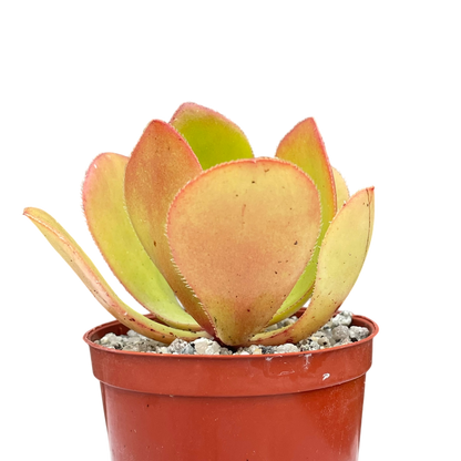 Aeonium glutinosum