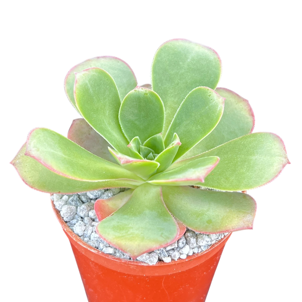 Aeonium gorgoneum