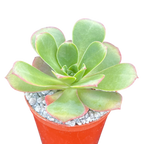 Aeonium gorgoneum