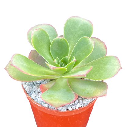 Aeonium gorgoneum
