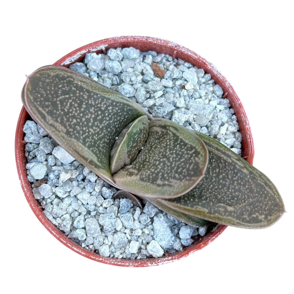 Gasteria 'Rumplestiltskin'