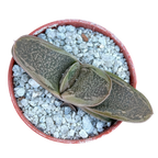Gasteria 'Rumplestiltskin'