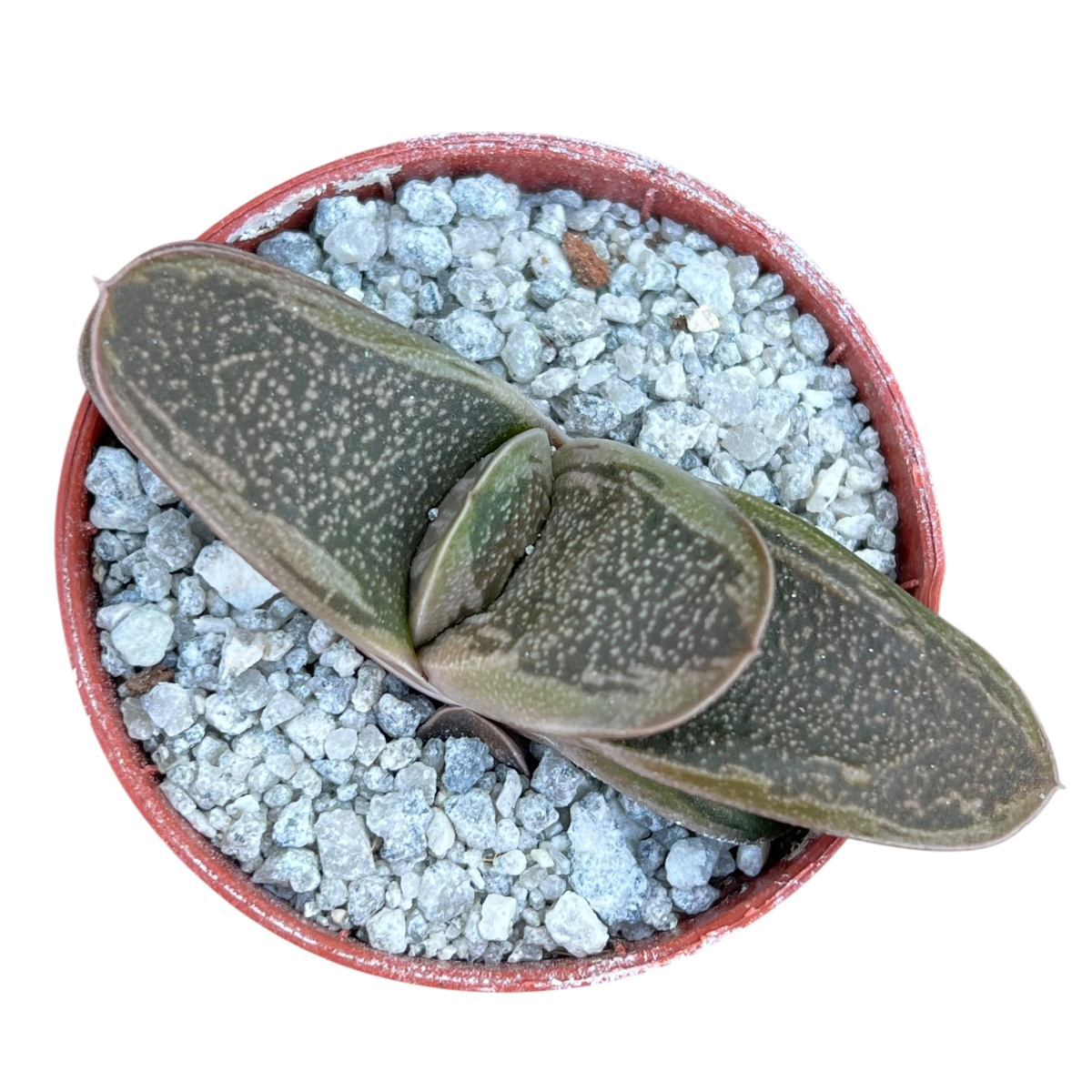 Gasteria 'Rumplestiltskin'