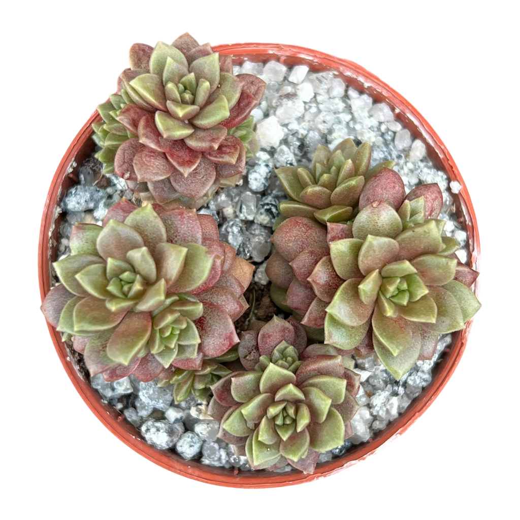 x Cremnosedum 'Little Gem'