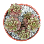 x Cremnosedum 'Little Gem'