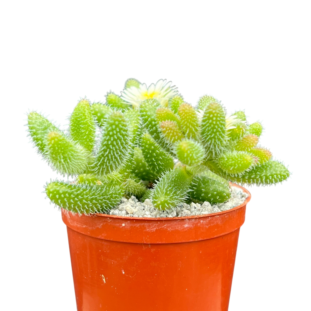 Delosperma echinatum | Pickle Plant