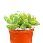 Delosperma echinatum | Pickle Plant