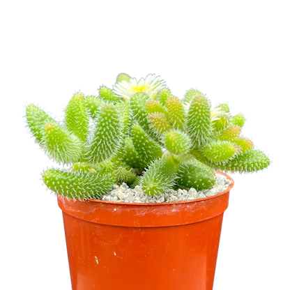 Delosperma echinatum (Pickle Plant)