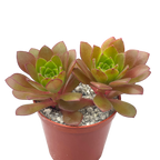 Aeonium 'Plum Thumb'
