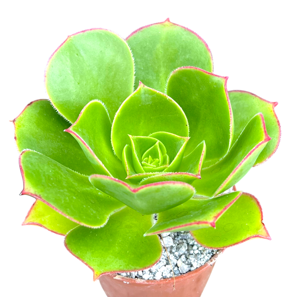 Aeonium 'Saturn'