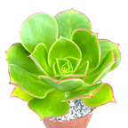 Aeonium 'Saturn'