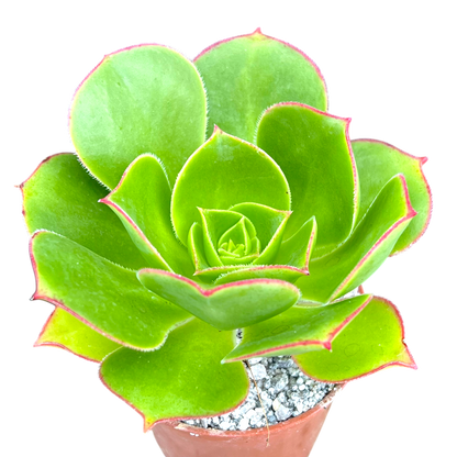 Aeonium 'Saturn'