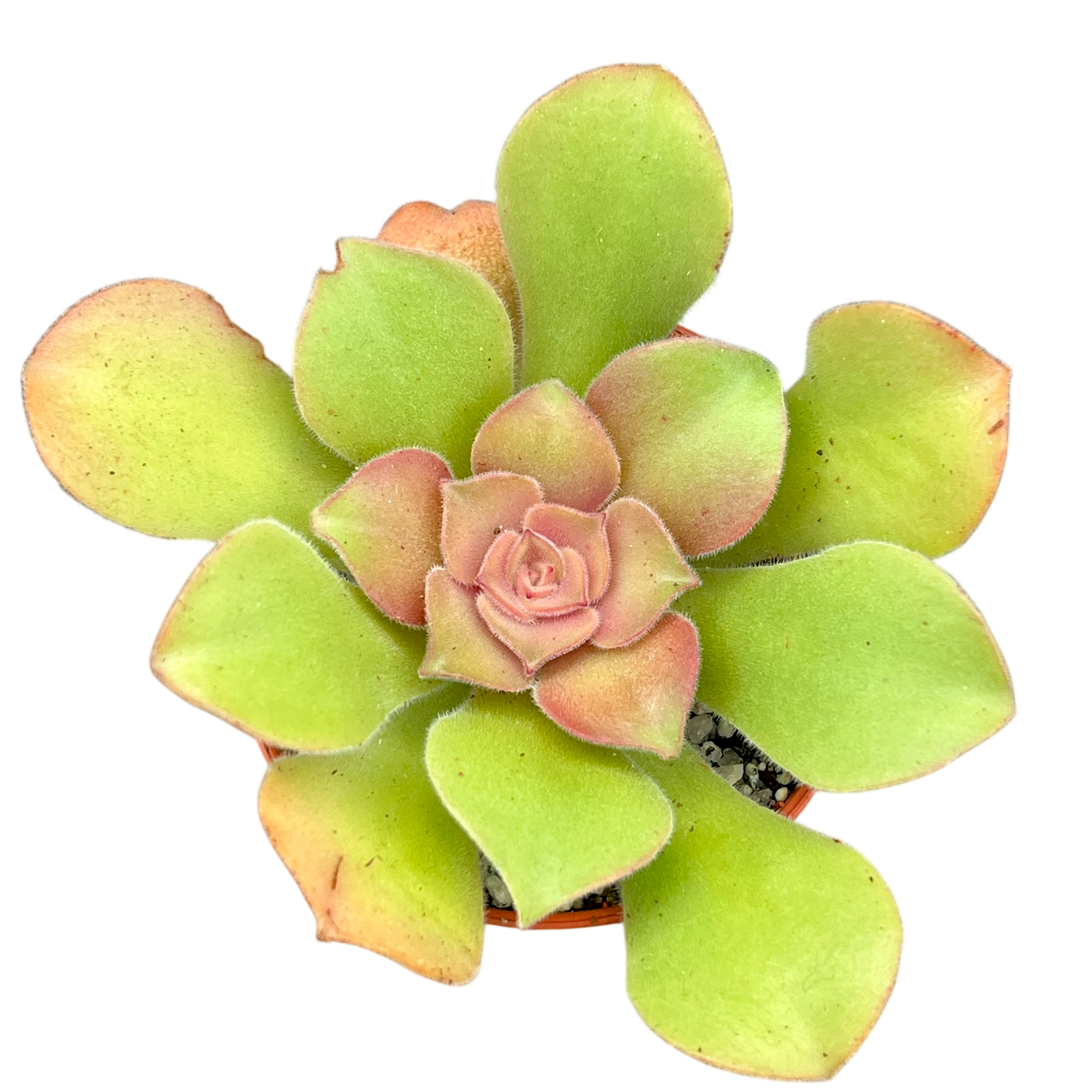 Aeonium canariense var. virgineum