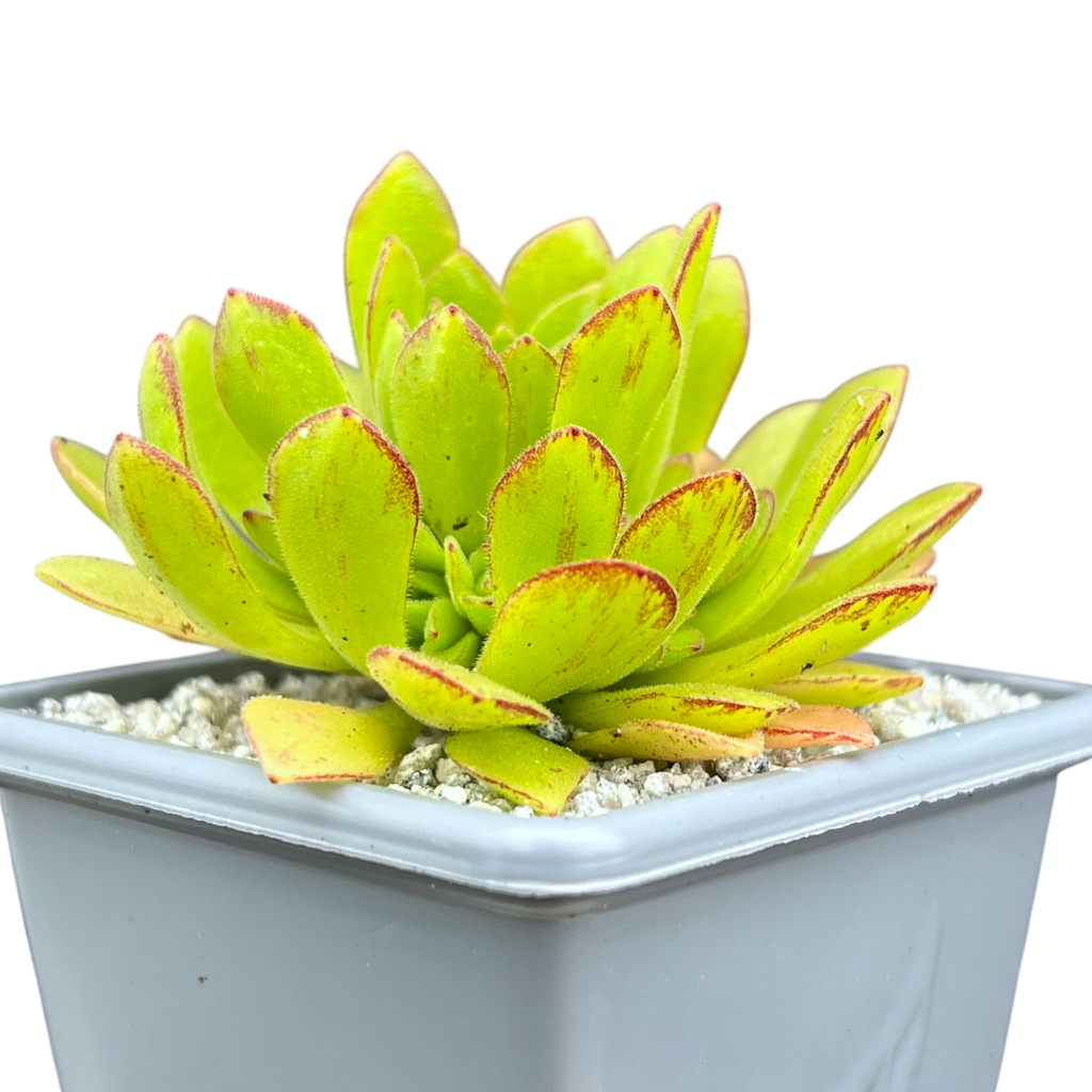 Aeonium 'Cupcake'