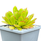 Aeonium 'Cupcake'