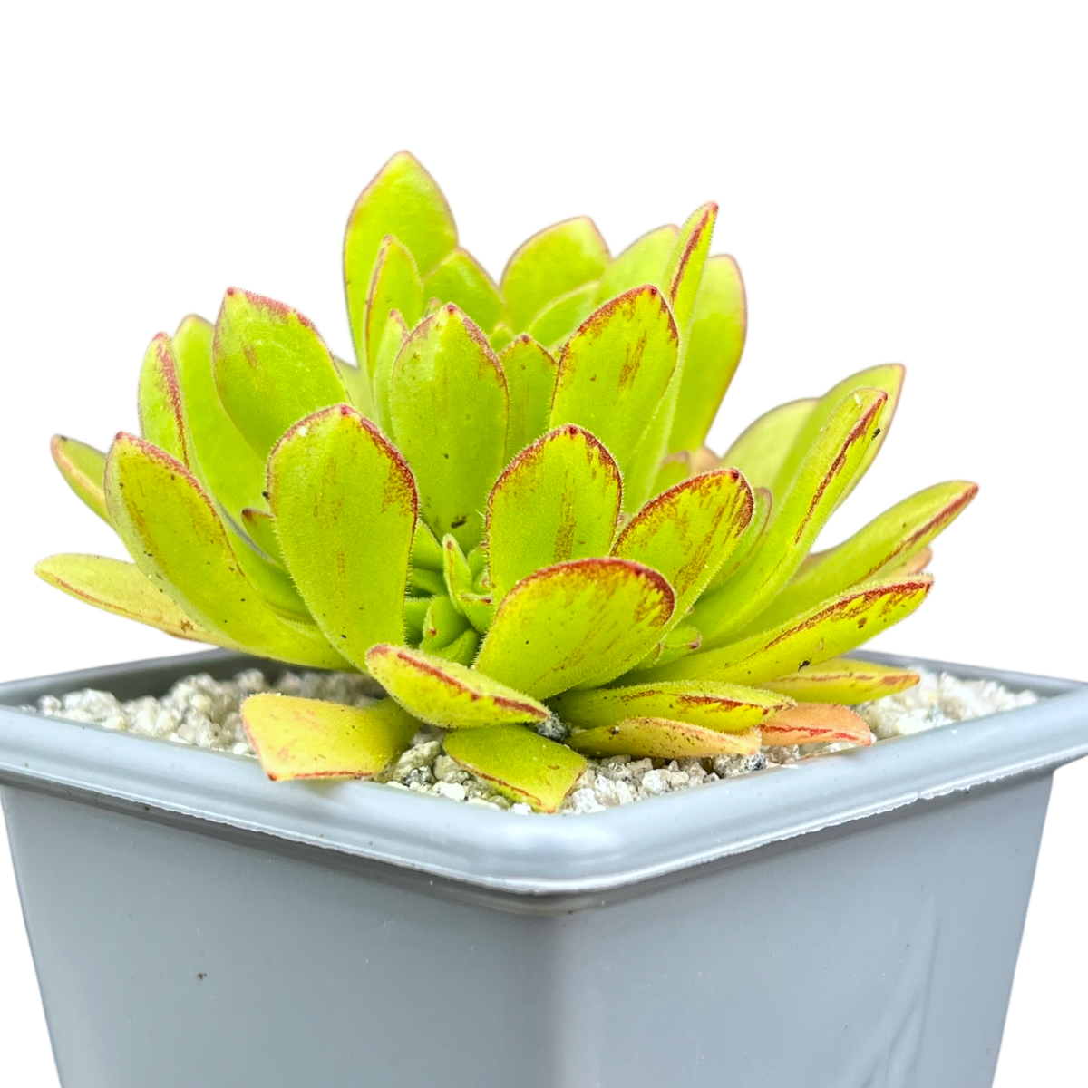 Aeonium 'Cupcake'
