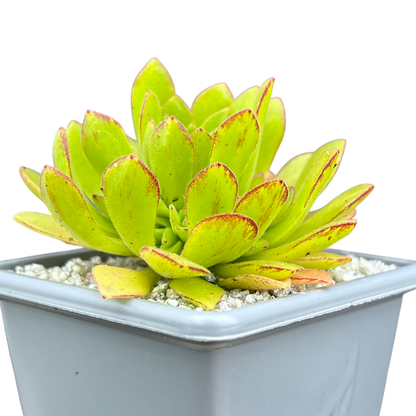 Aeonium 'Cupcake'
