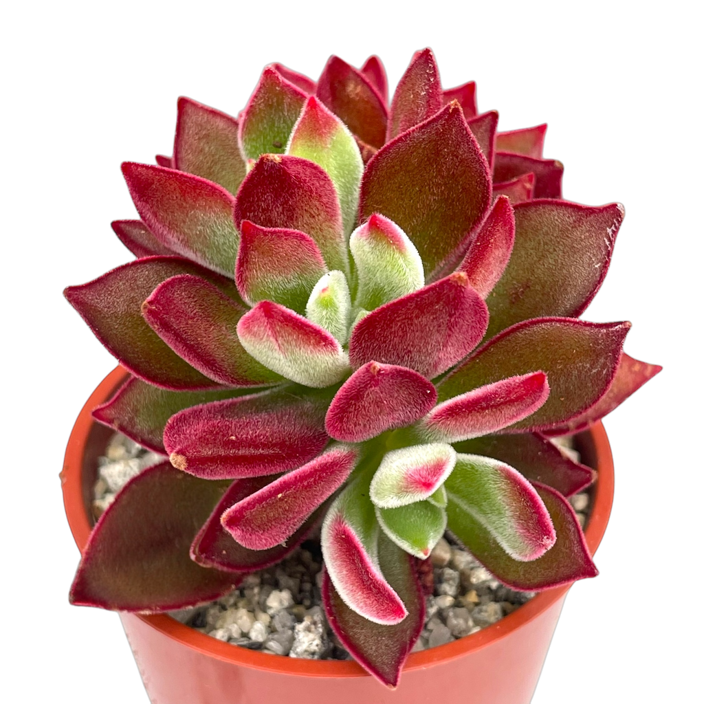 Echeveria pulvinata 'Devotion'