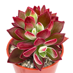 Echeveria pulvinata 'Devotion'