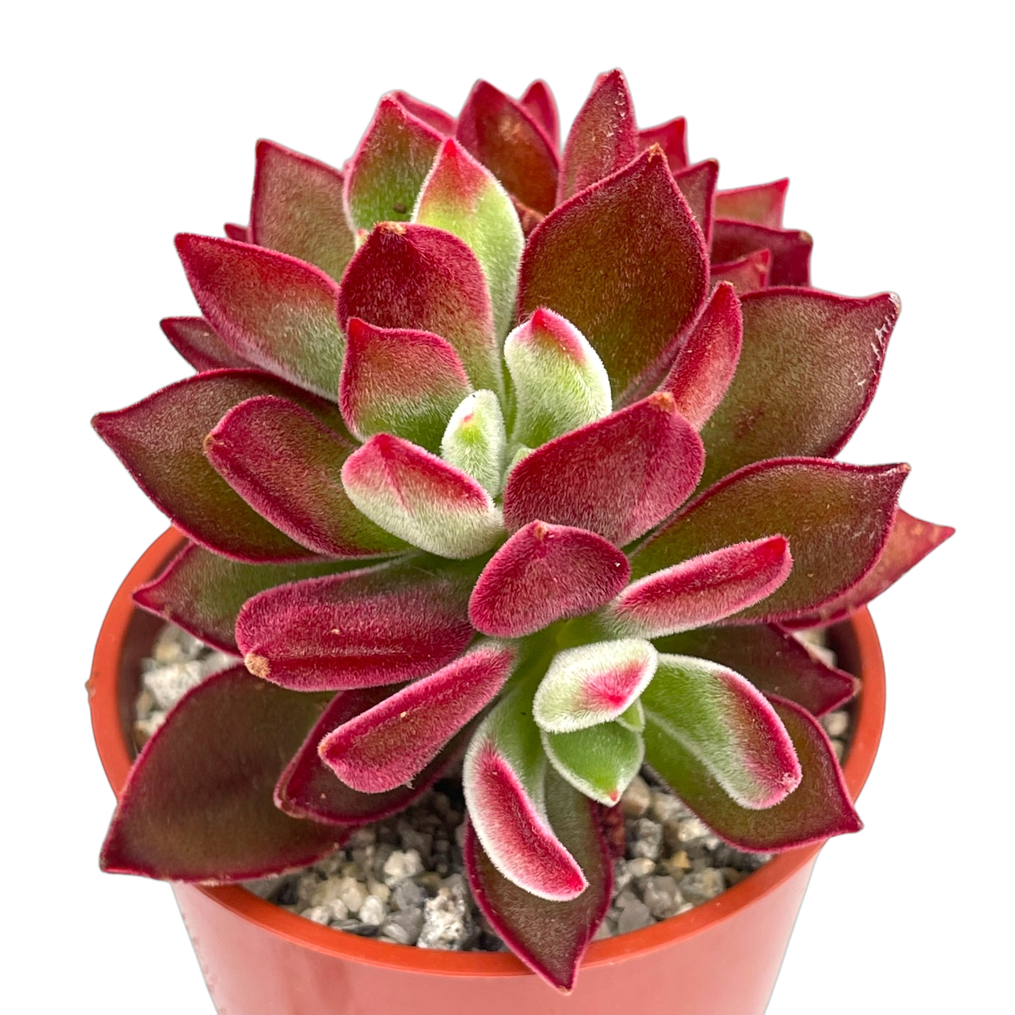 Echeveria pulvinata 'Devotion'