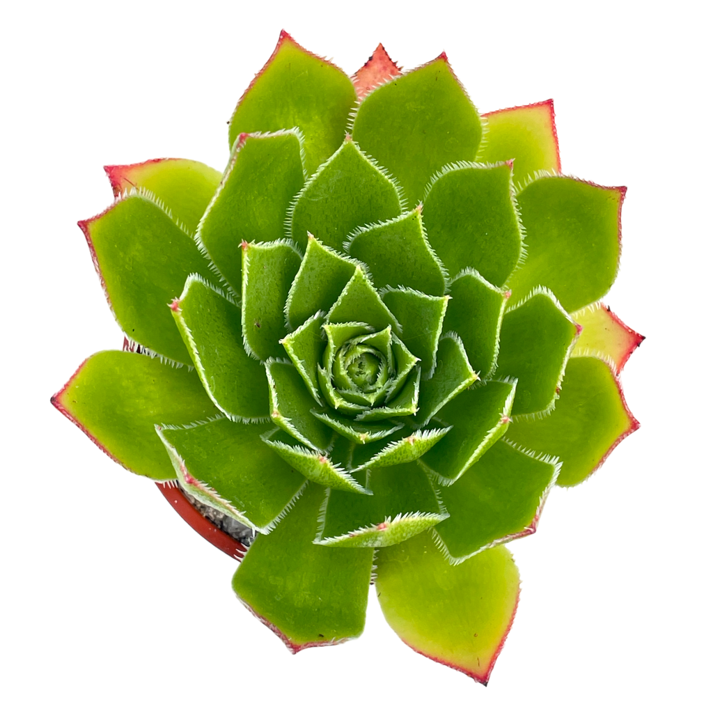 Aeonium 'Ron Dale'