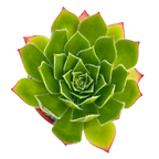 Aeonium 'Ron Dale'
