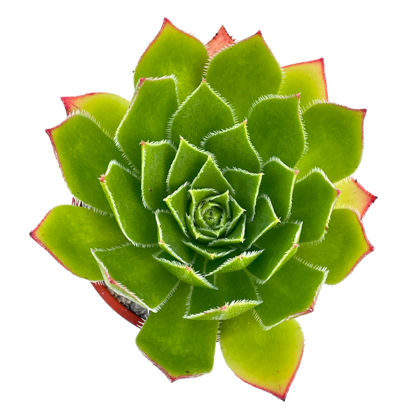 Aeonium 'Ron Dale'