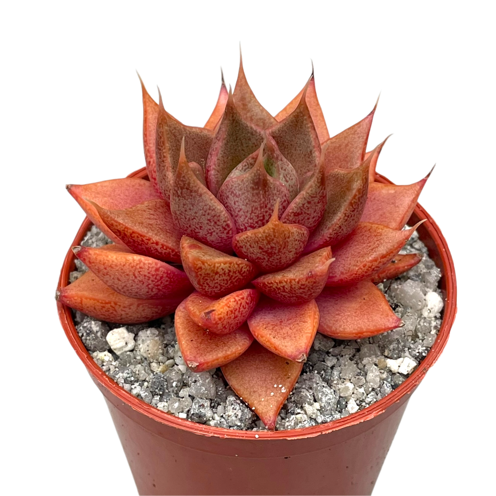 Echeveria 'Shark Skin'