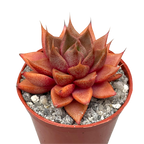 Echeveria 'Shark Skin'