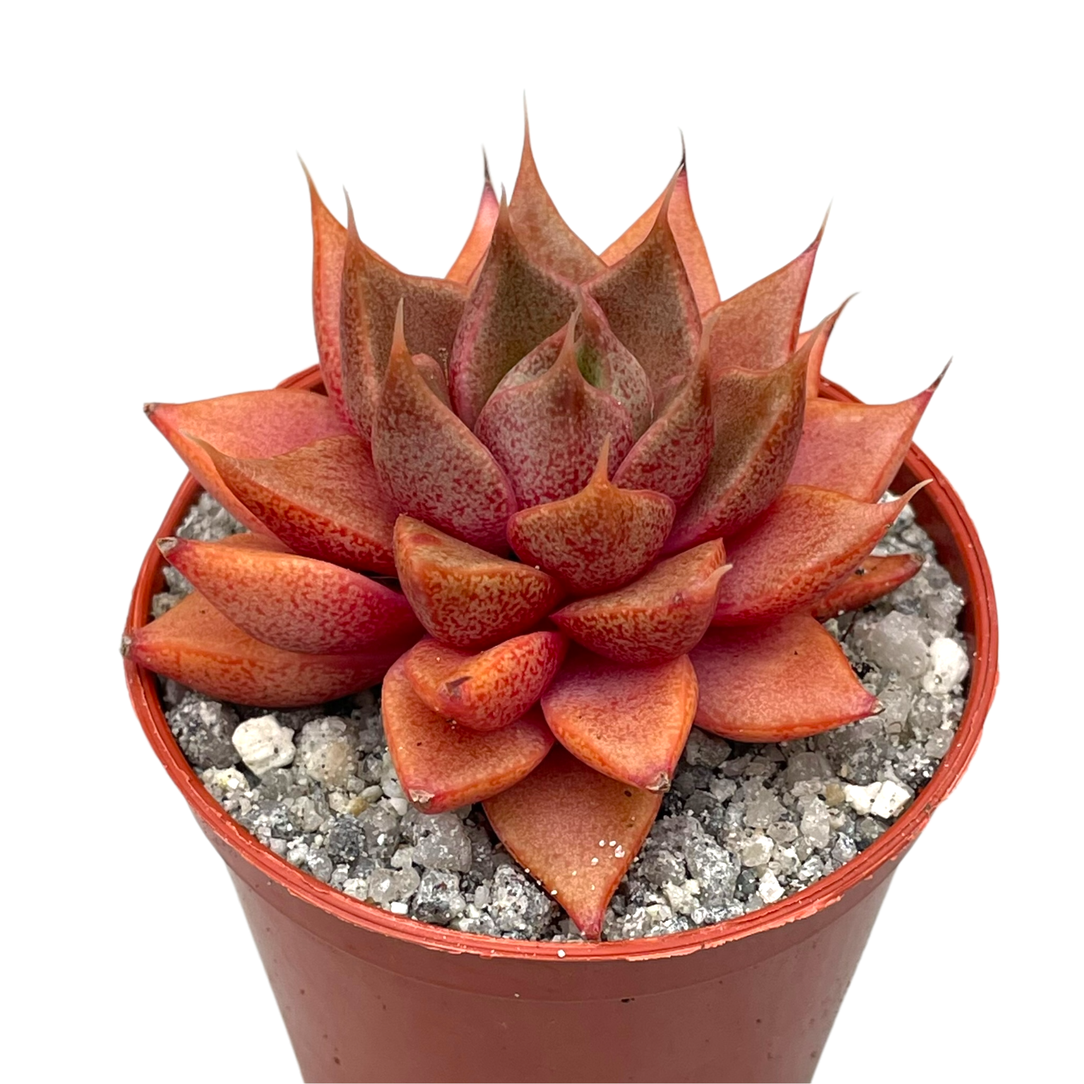 Echeveria 'Shark Skin'