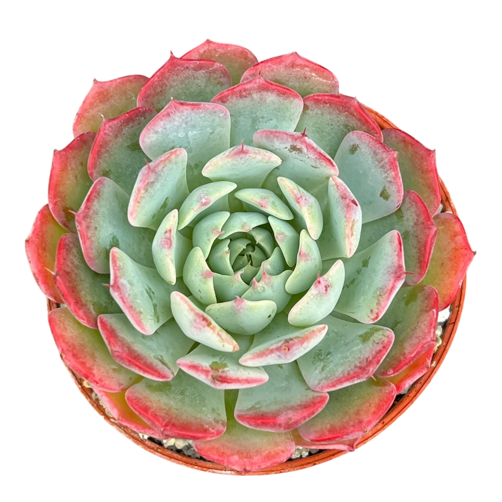 Echeveria 'Sierra'