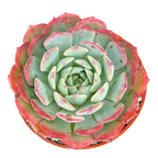 Echeveria 'Sierra'