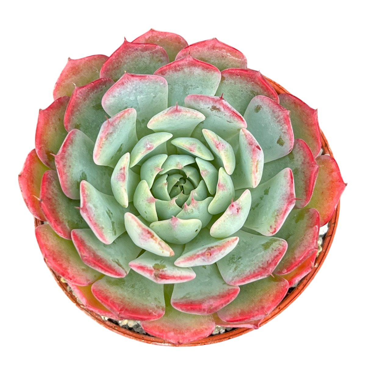 Echeveria 'Sierra'