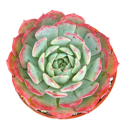 Echeveria 'Sierra'