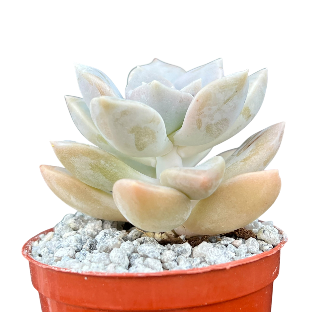 x Graptoveria 'Koala'