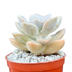 x Graptoveria 'Koala'