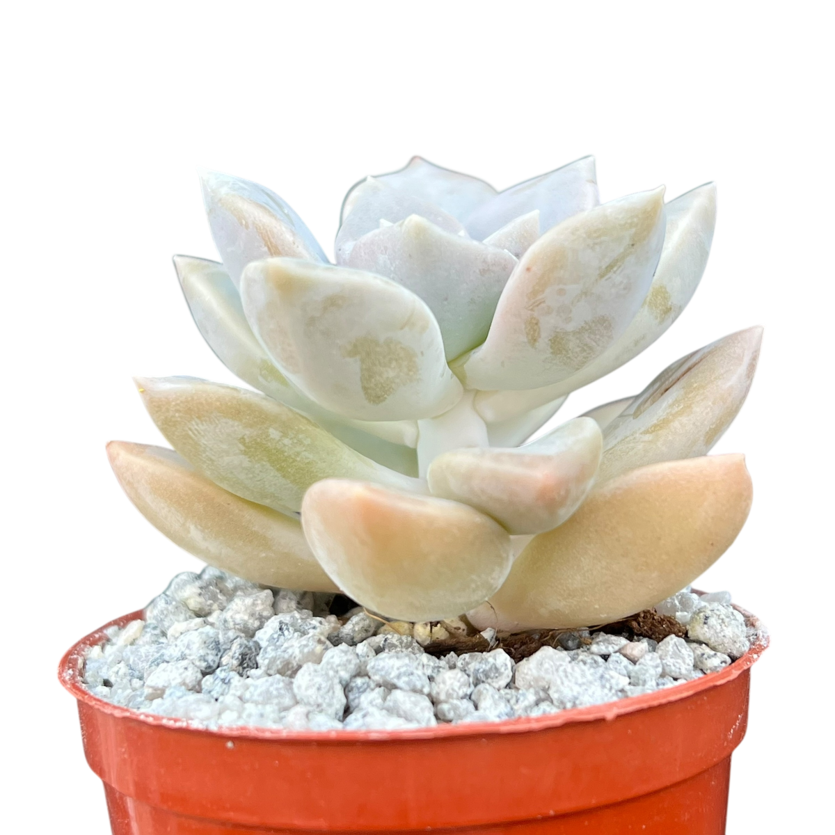 x Graptoveria 'Koala'