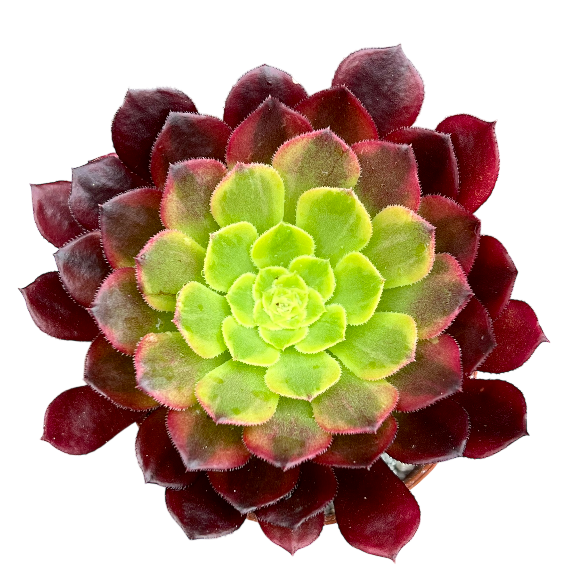 Aeonium 'Fiesta'