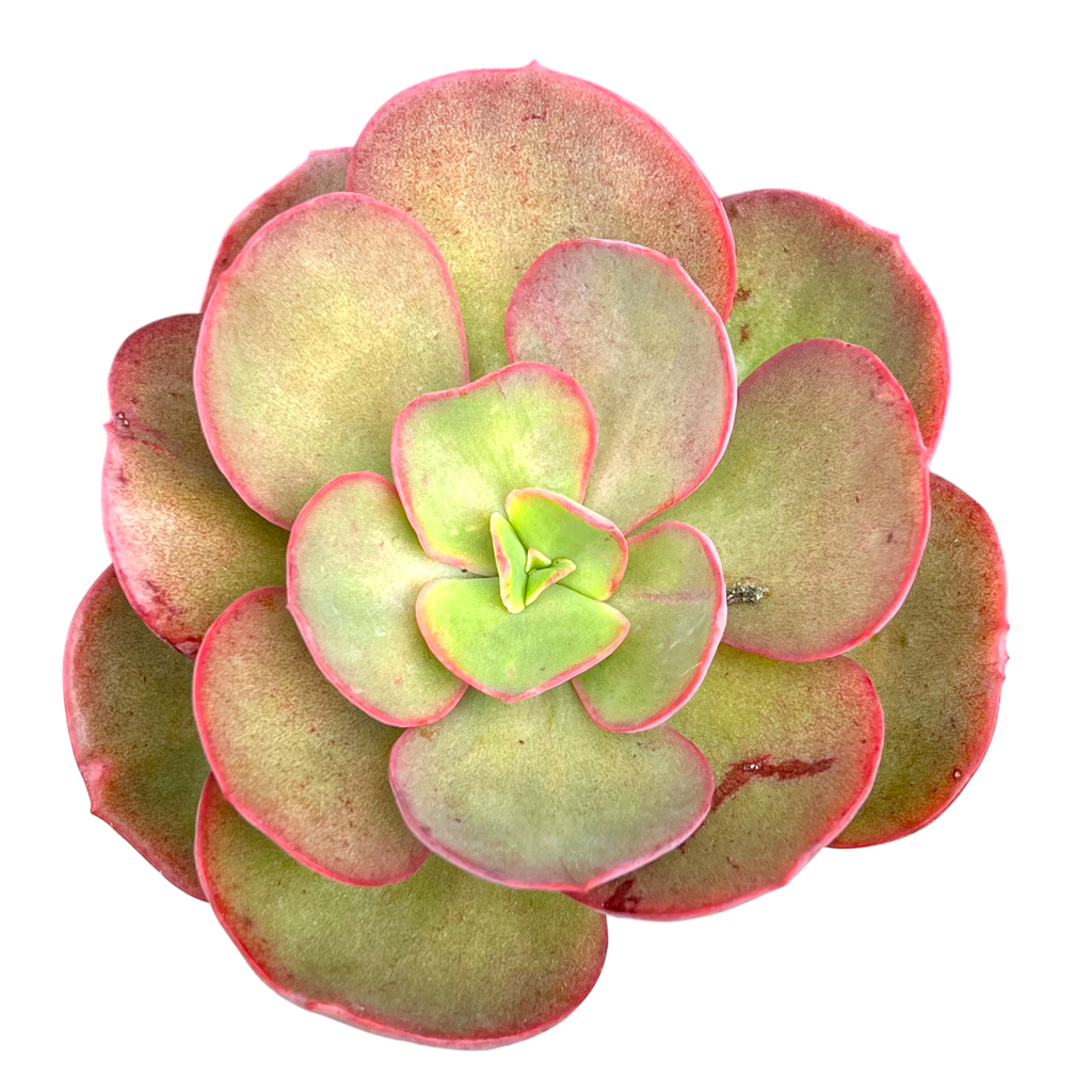 Echeveria 'Suyon'