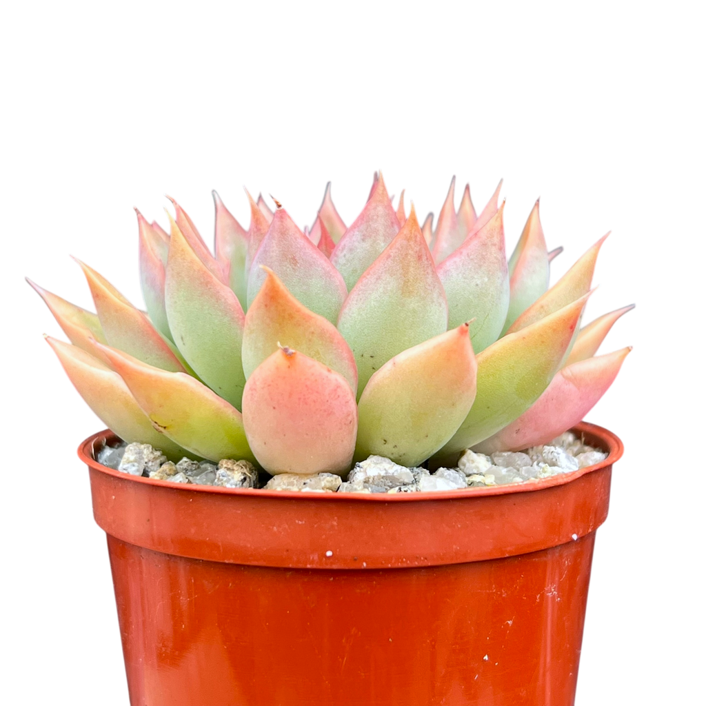 Echeveria 'Sagita'