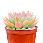 Echeveria 'Sagita'