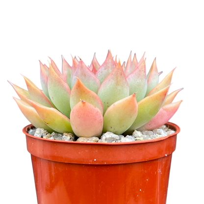 Echeveria 'Sagita'