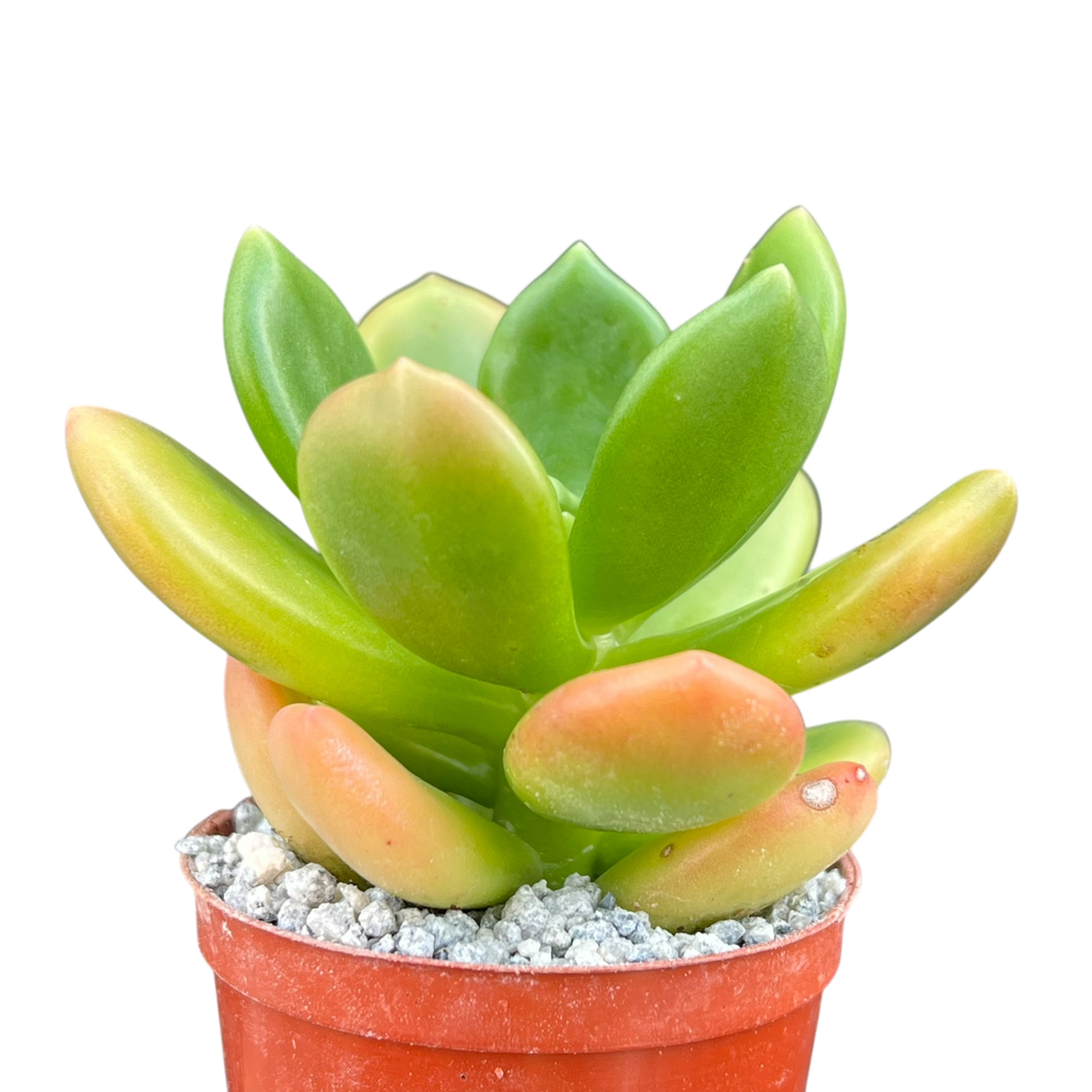 Cremnophila linguifolia