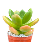 Cremnophila linguifolia