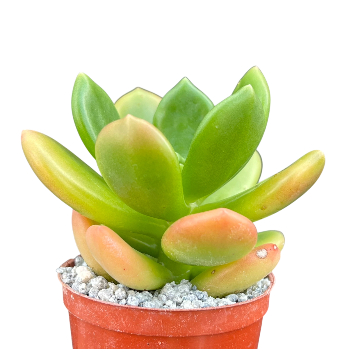 Cremnophila linguifolia