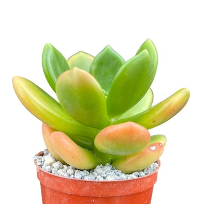 Cremnophila linguifolia